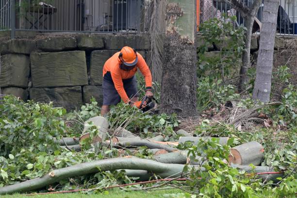 Best Tree Maintenance Programs  in Platte, SD